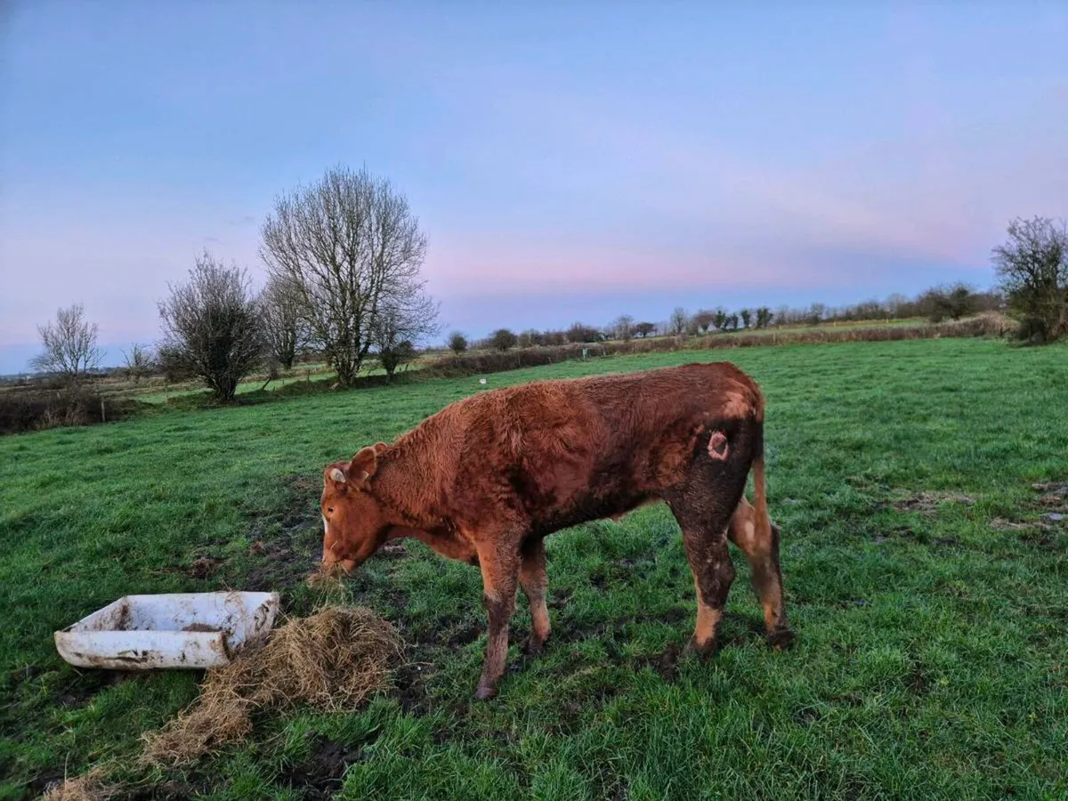 Disabled cow/hefier - Image 1