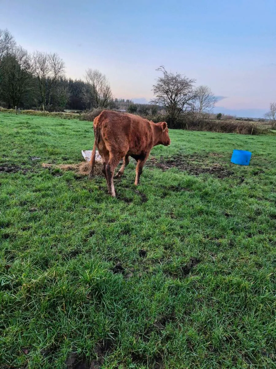 Disabled cow/hefier - Image 3
