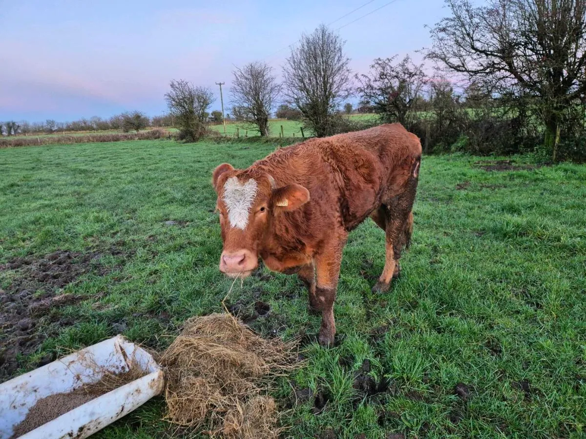 Disabled cow/hefier - Image 4