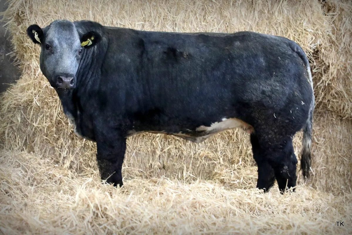 Herbie's Heifers In Calf Heifer Sale Dec 2025 - Image 3