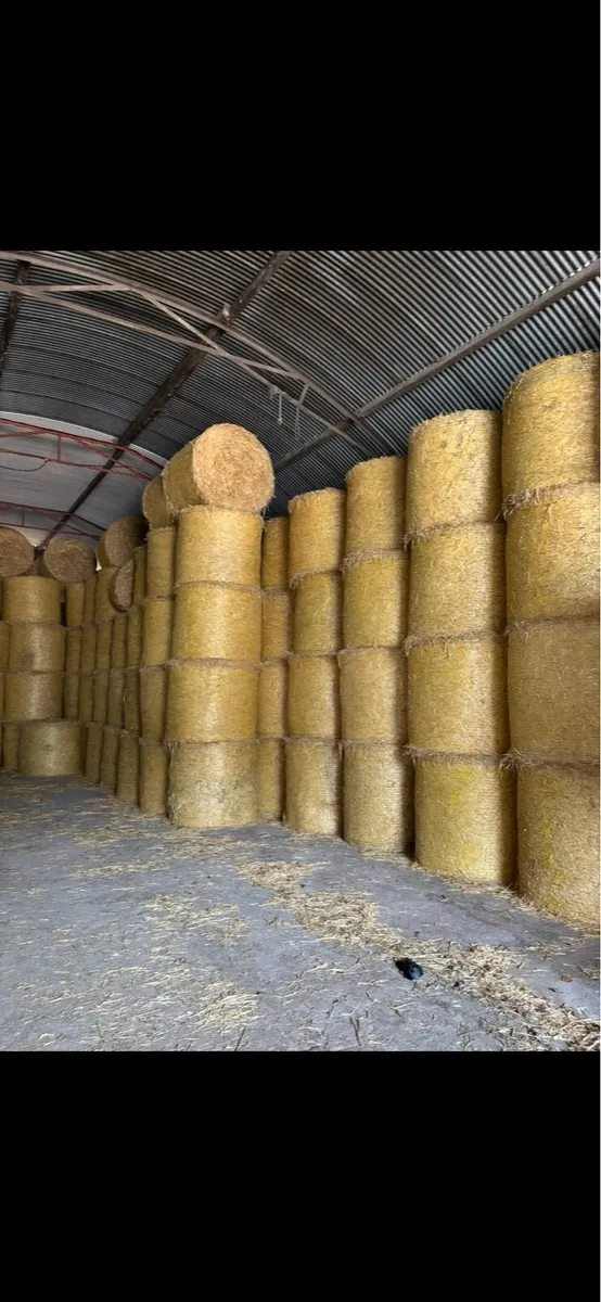 Spring Barley Straw - Image 1