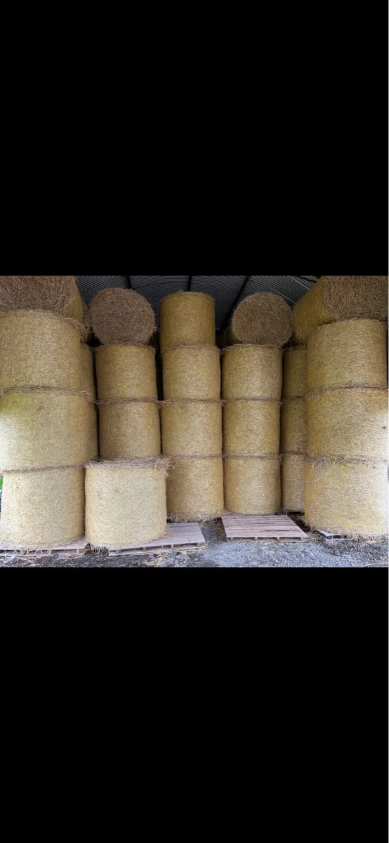 Spring Barley Straw - Image 2