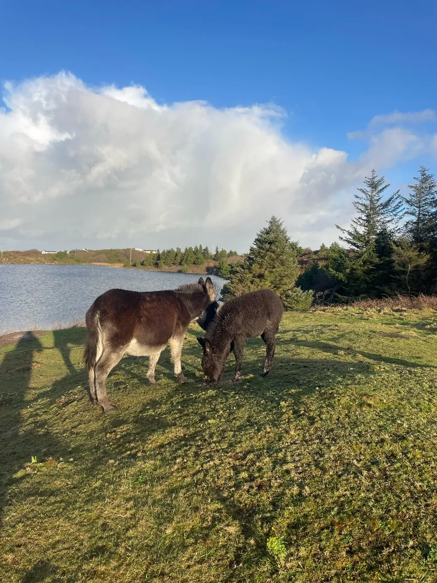 Donkey and foal - Image 3