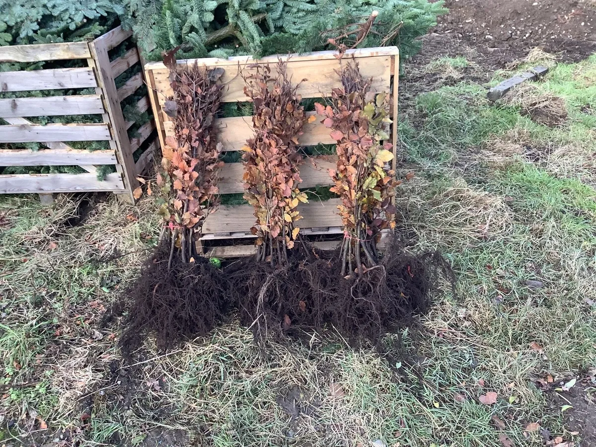 Copper beech hedging - Image 2