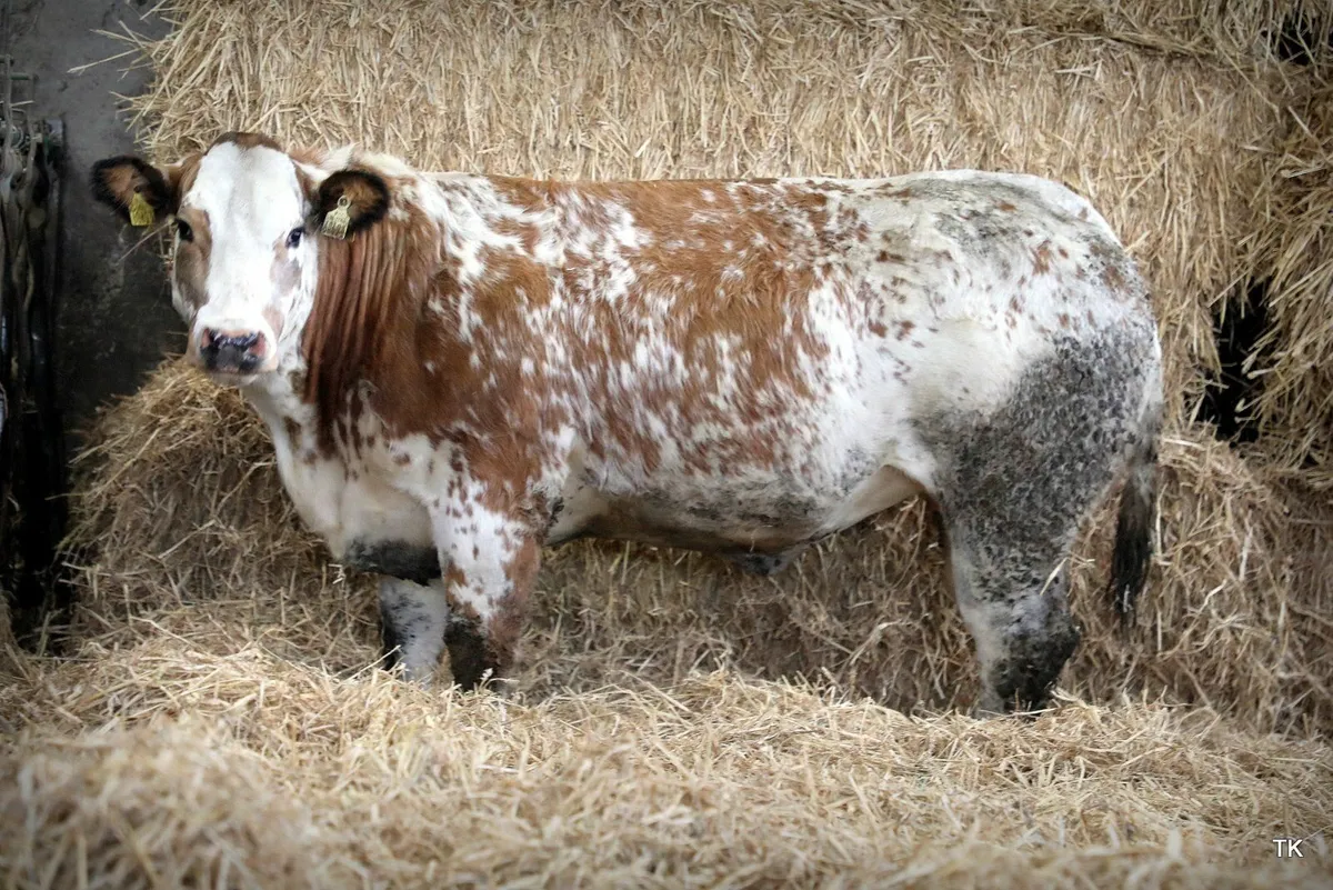 Herbie's Heifers In Calf Heifer Sale Dec 2025 - Image 4
