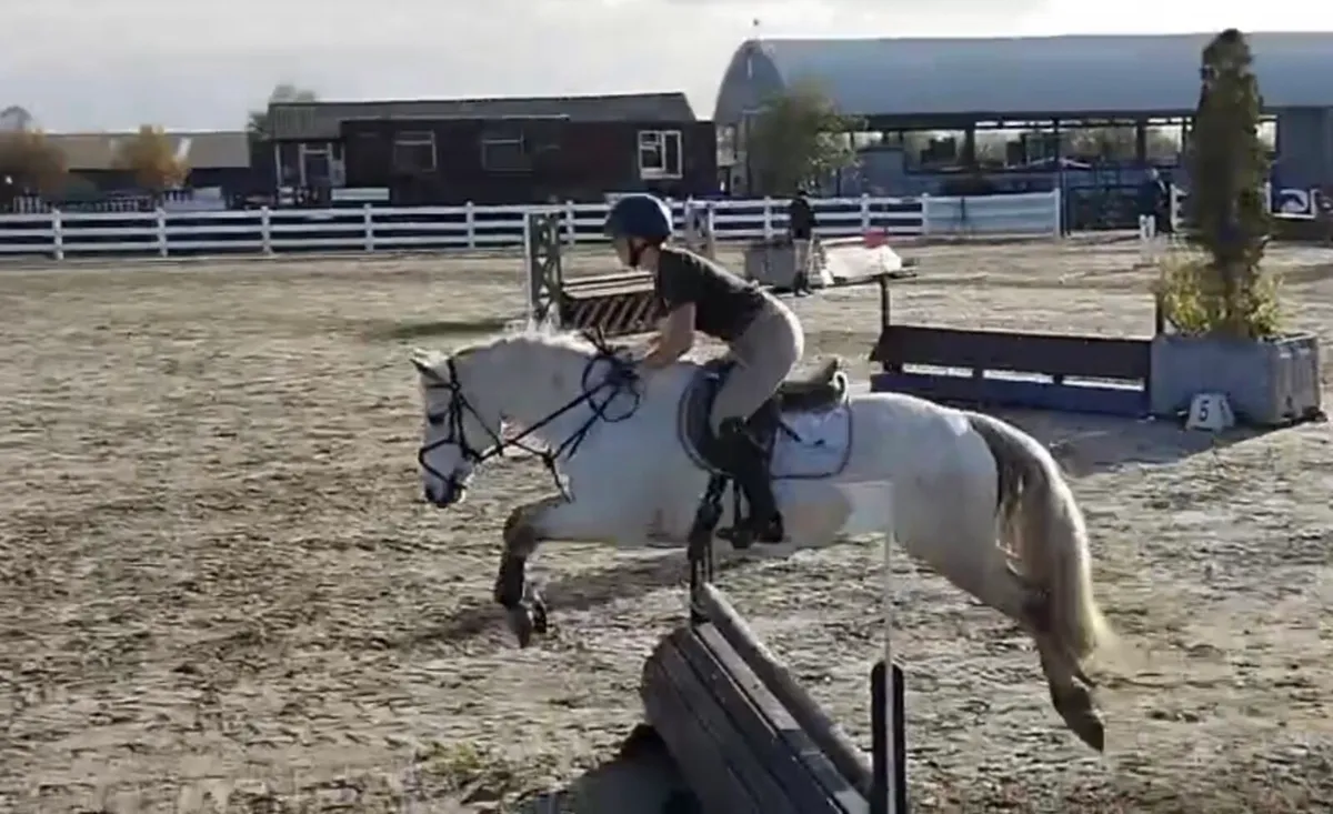 Ponies for sale - Image 1