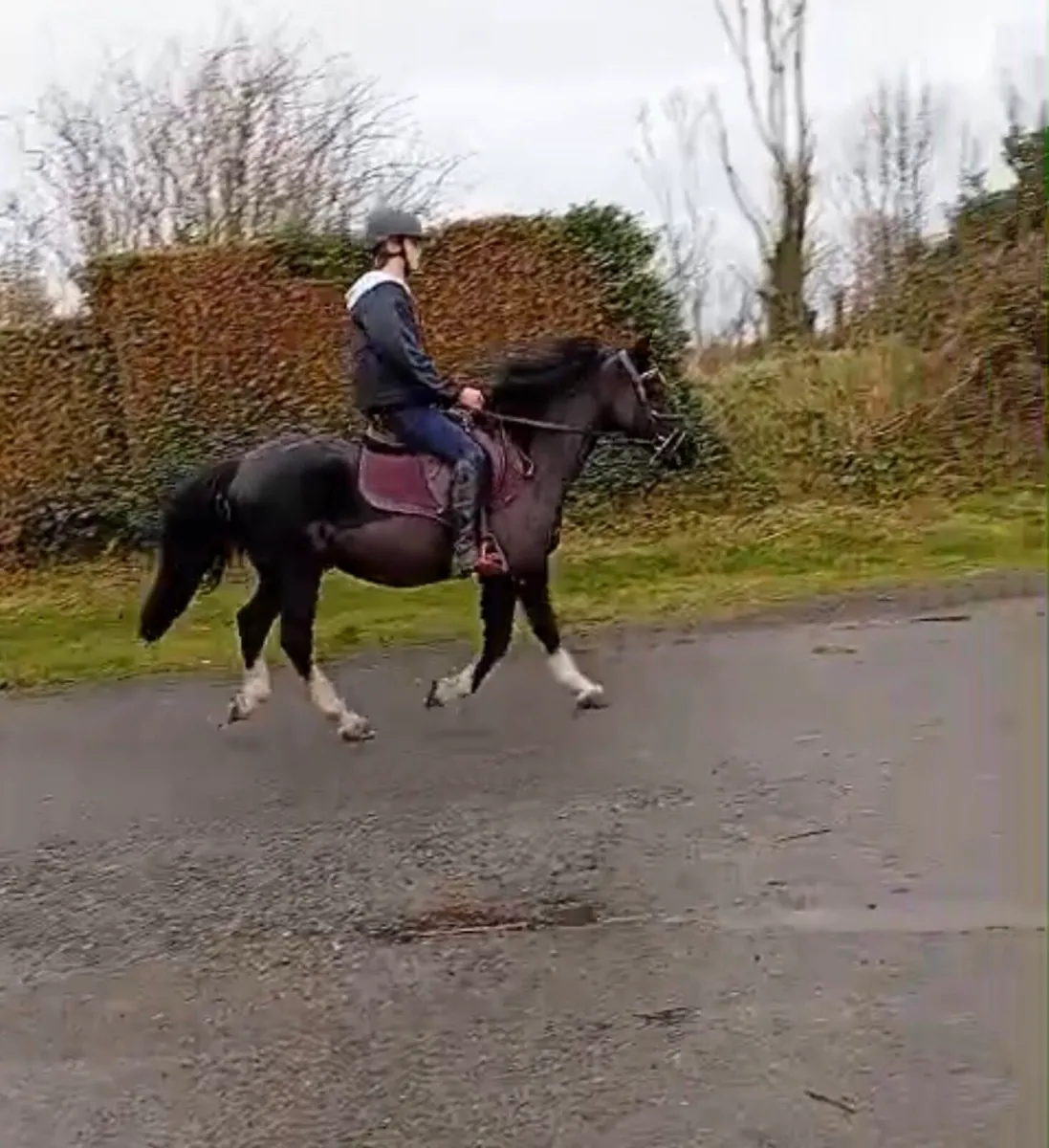 Ponies for sale - Image 2