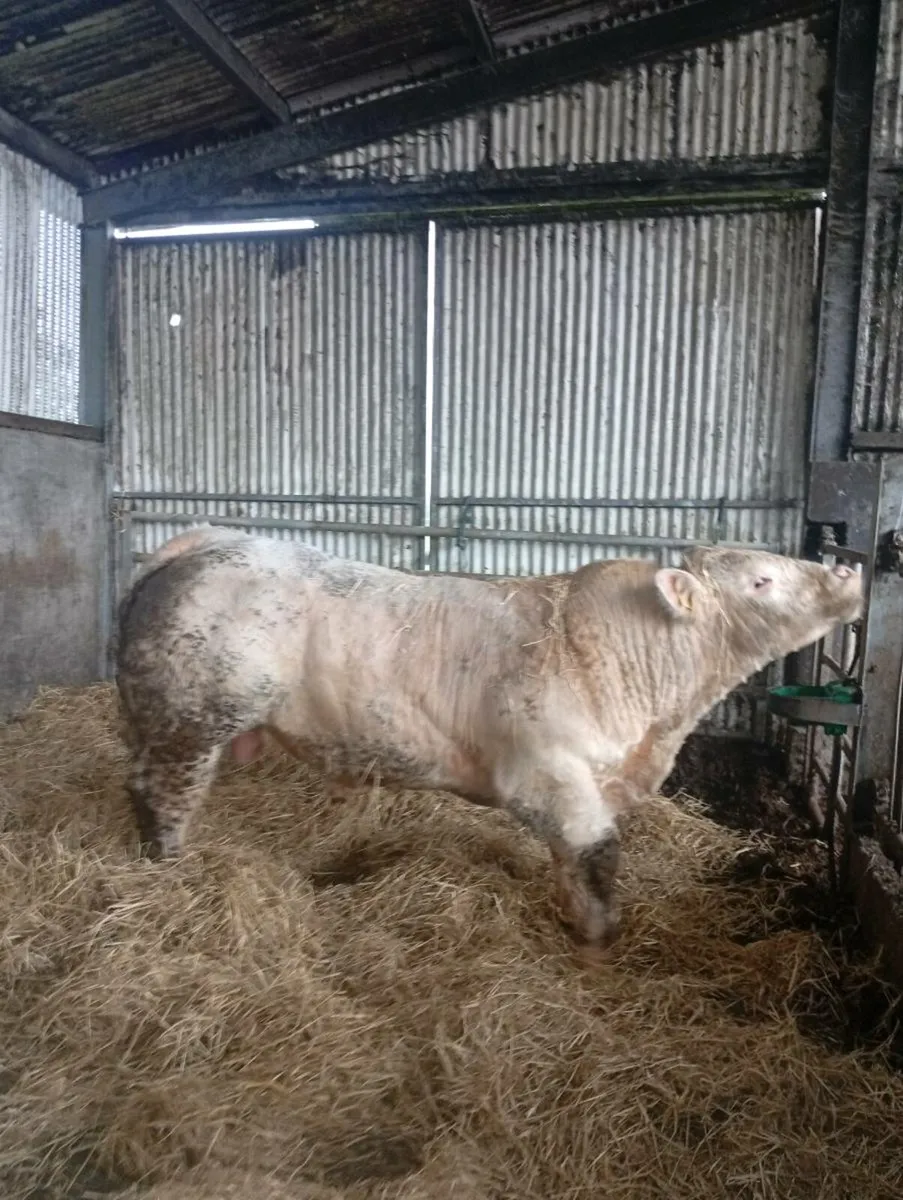 🔥 Scardaune Charolais - Image 2