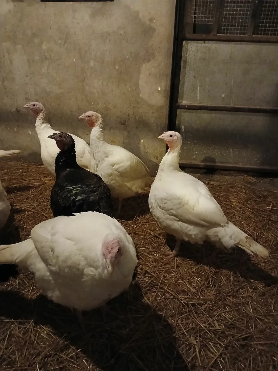 Turkeys - Image 1