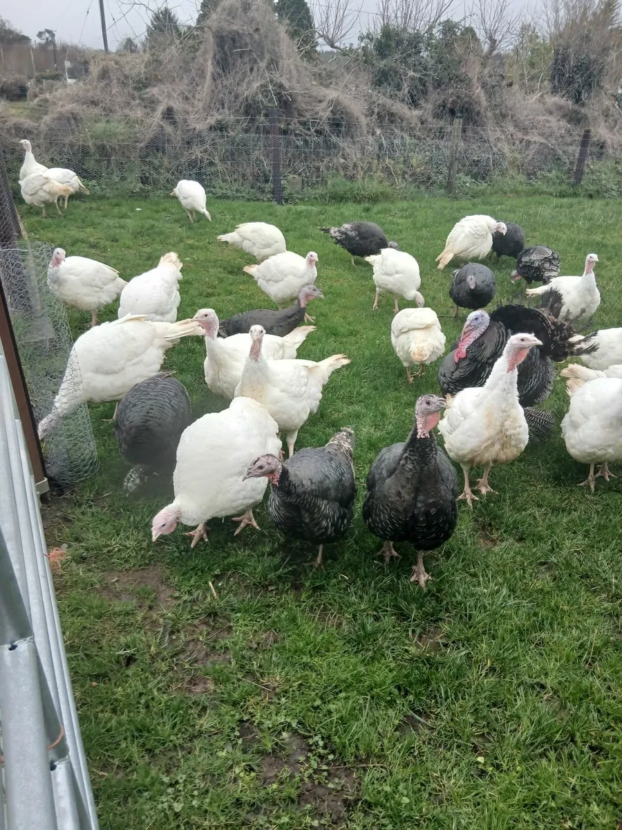Turkeys - Image 2