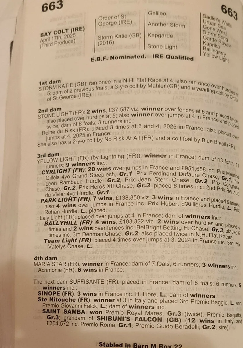 TB colt foal TB - Image 2