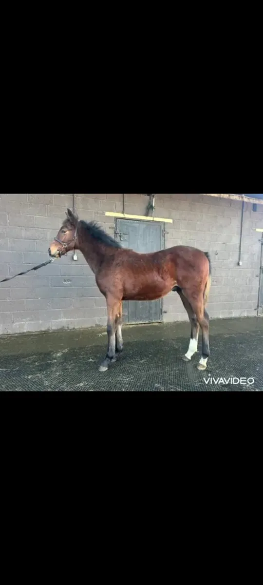 TB colt foal TB - Image 1