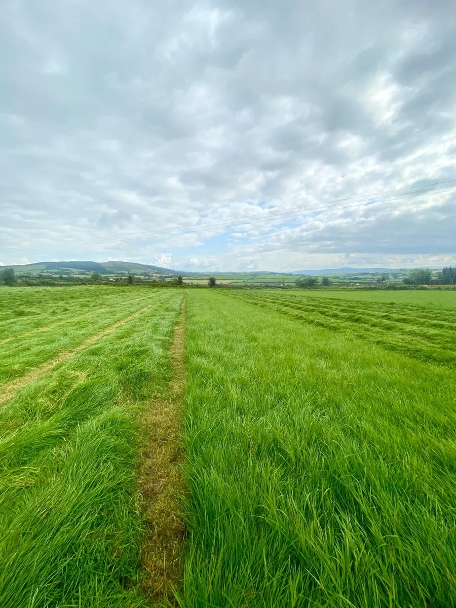 Second cut silage 2025