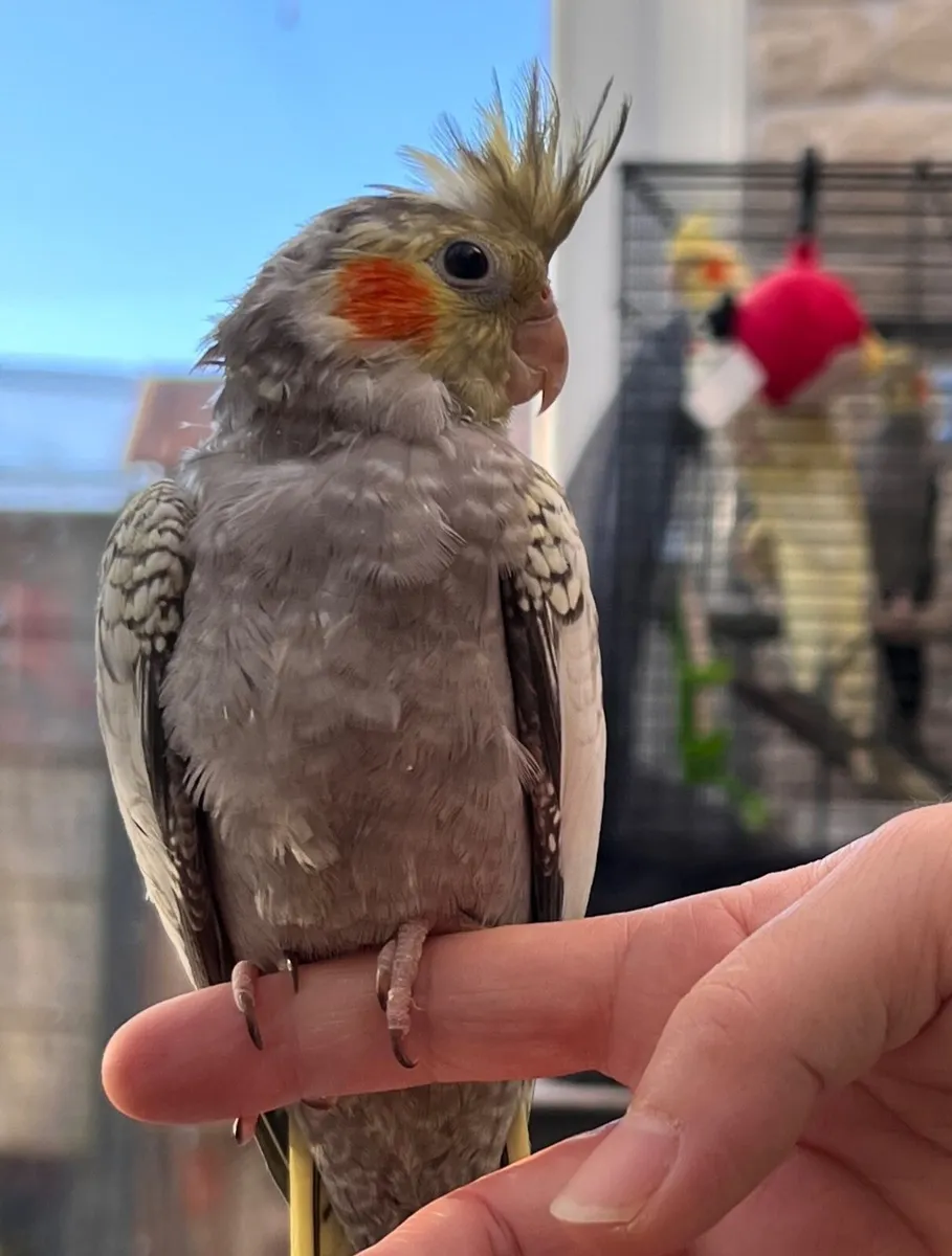 Cockatiel - Image 1