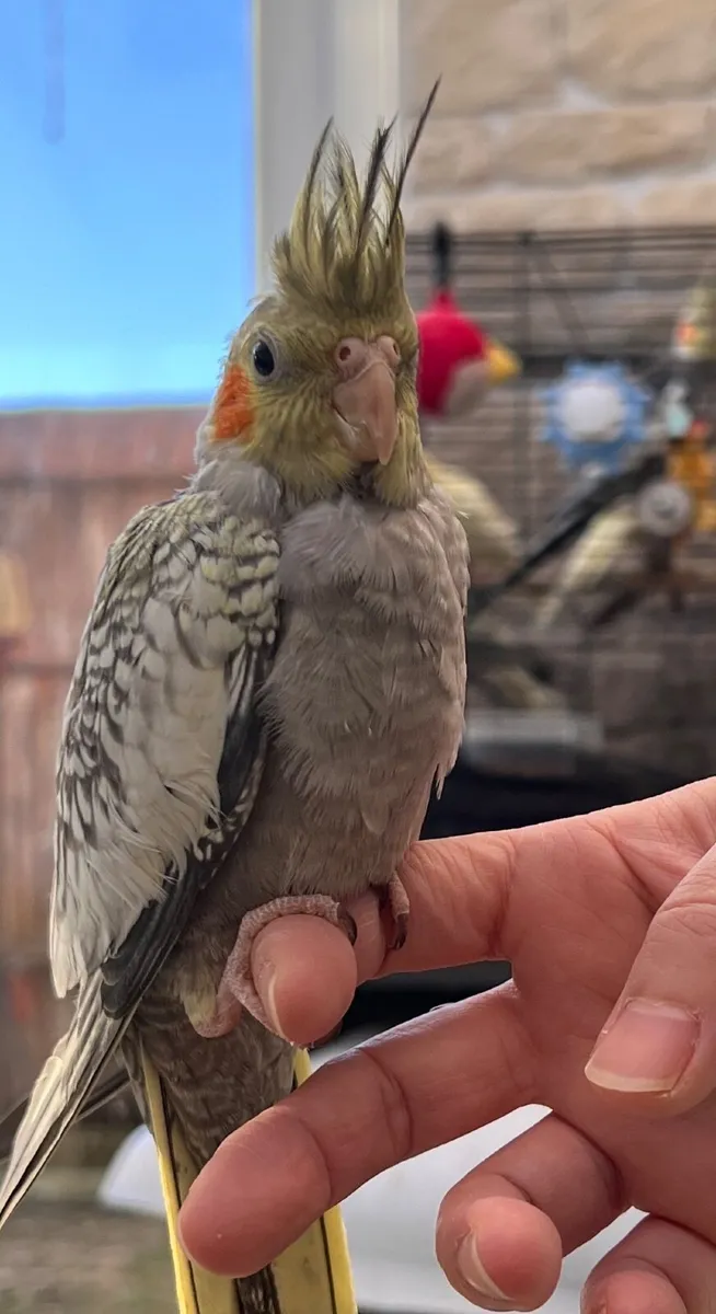 Cockatiel - Image 3