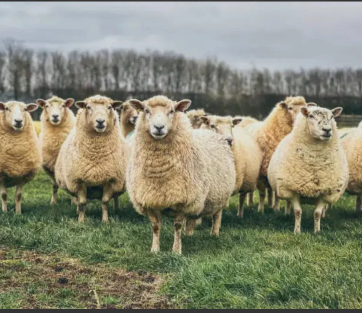 WANTED SHEEP GRAZING