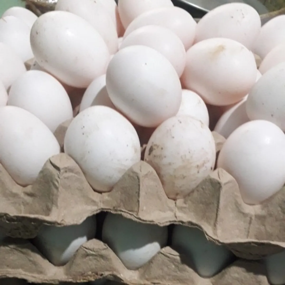Duck eggs available in bulk - Image 1