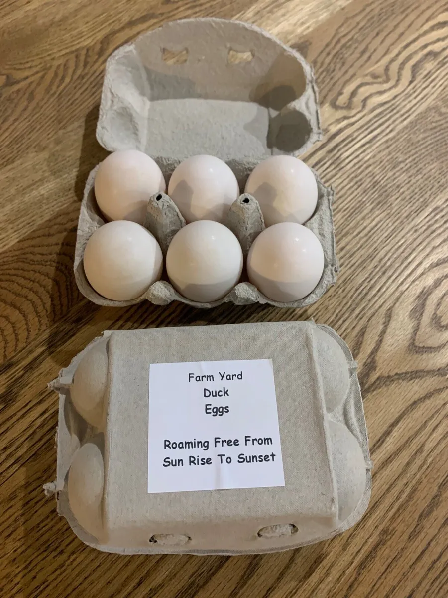 Duck eggs available in bulk - Image 4