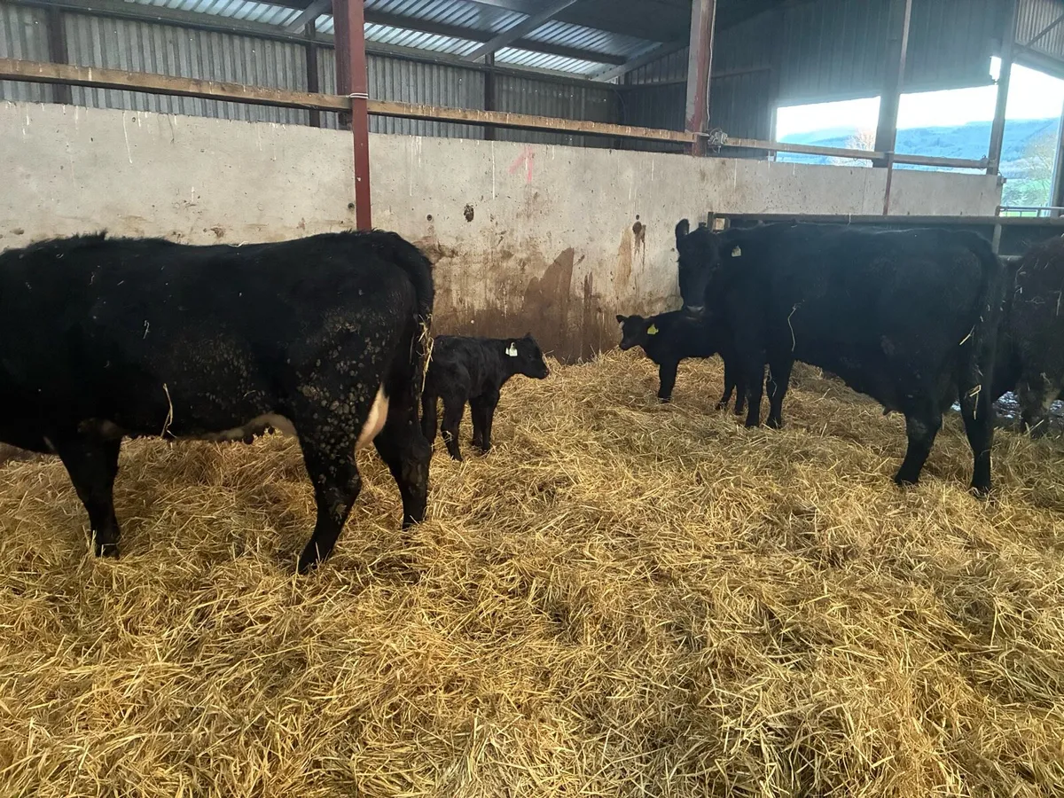 2 sucklers with calves at foot - Image 1