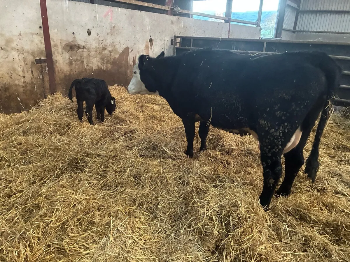 2 sucklers with calves at foot - Image 2