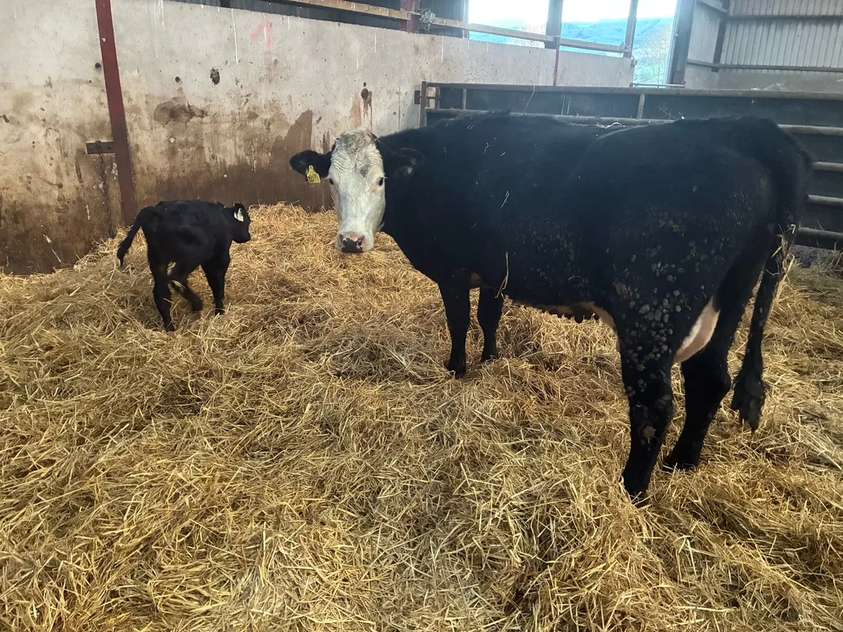 2 sucklers with calves at foot - Image 3