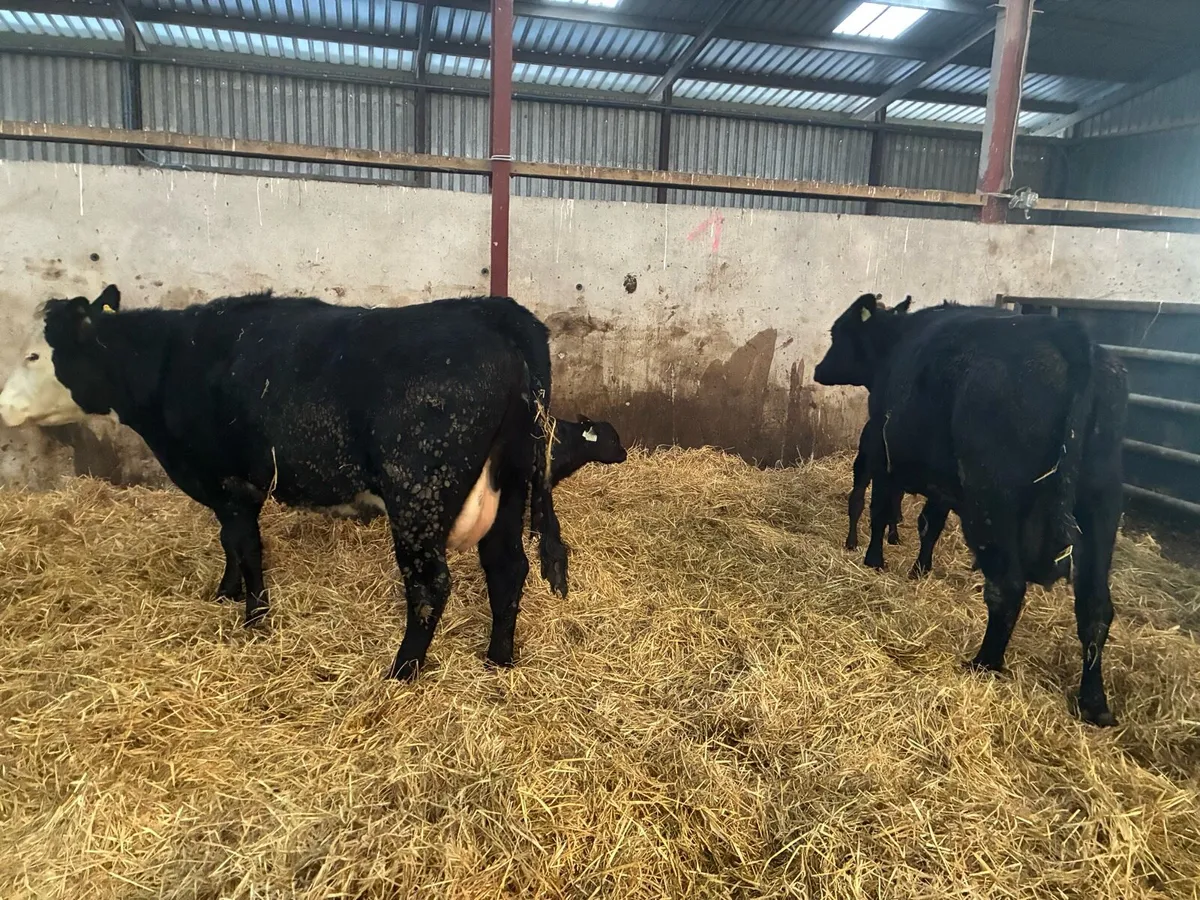 2 sucklers with calves at foot - Image 4