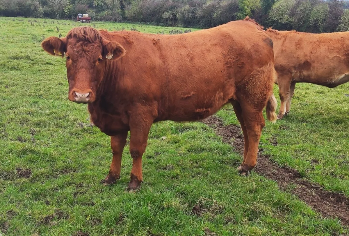 Incalf Heifers Granard Mart Jan 12th - Image 3