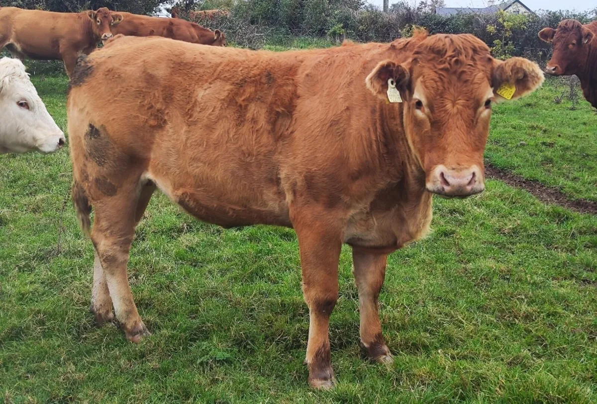 Incalf Heifers Granard Mart Jan 12th - Image 4