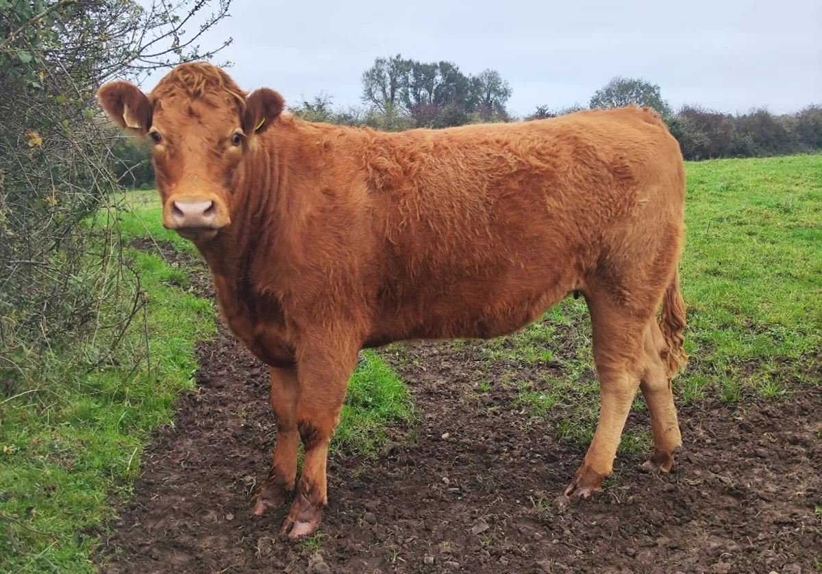 Incalf Heifers Granard Mart Jan 12th - Image 1