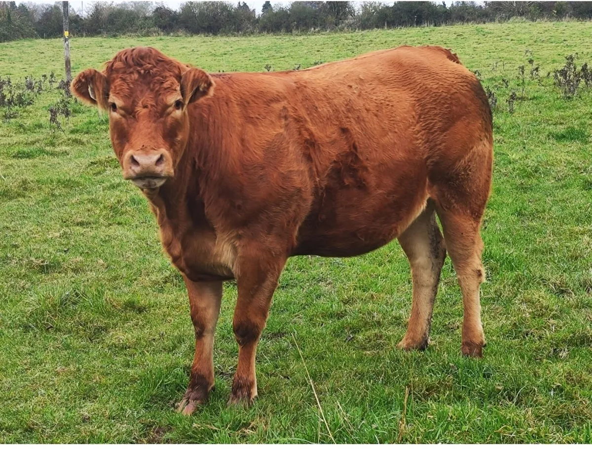 Incalf Heifers Granard Mart Jan 12th - Image 2