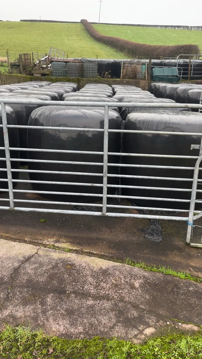 Round bales of silage