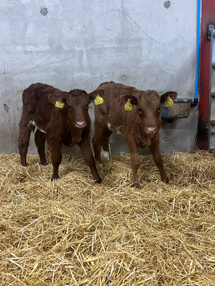 2 Saler Heifer Calves - Image 1