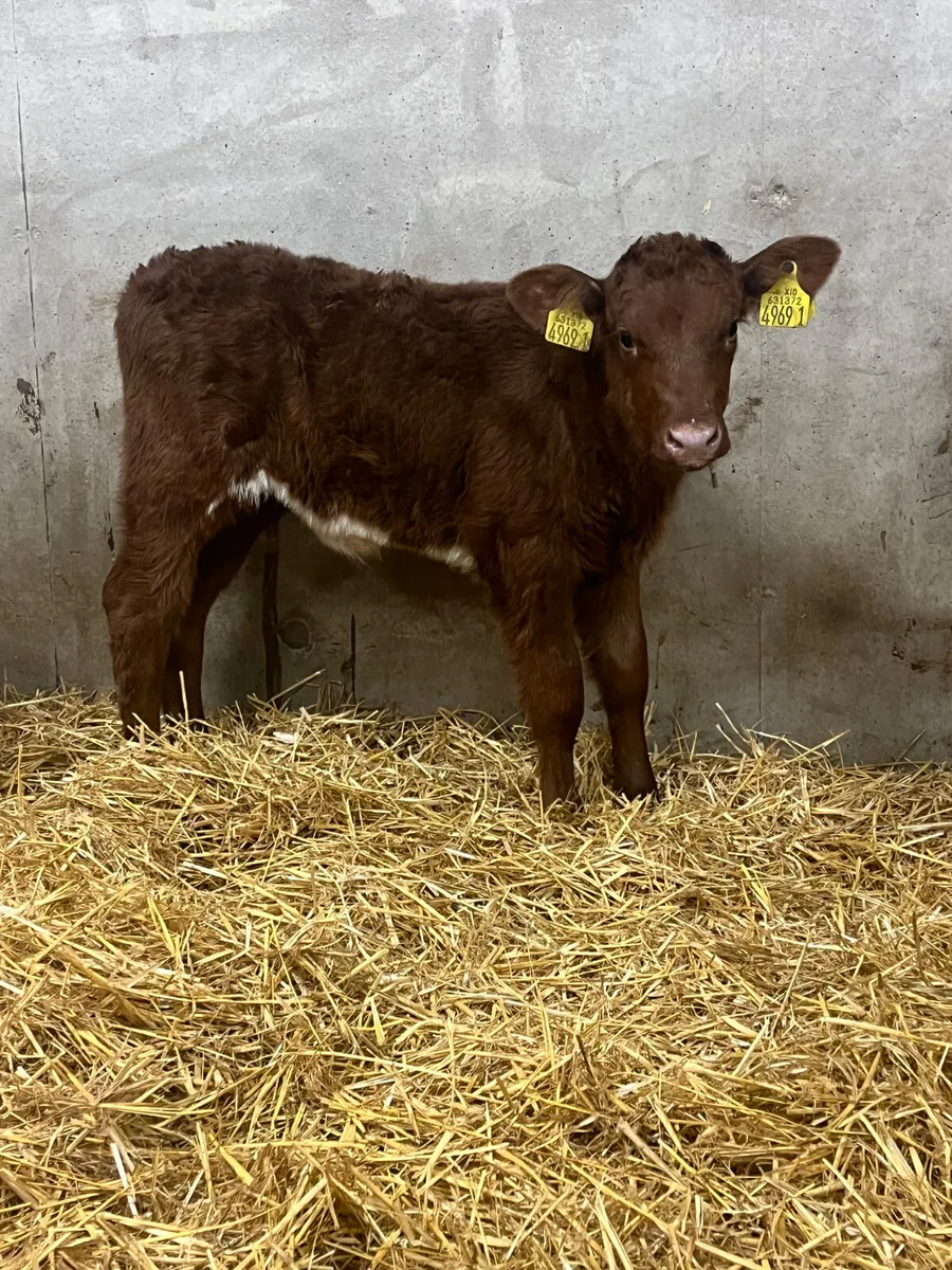 2 Saler Heifer Calves - Image 4