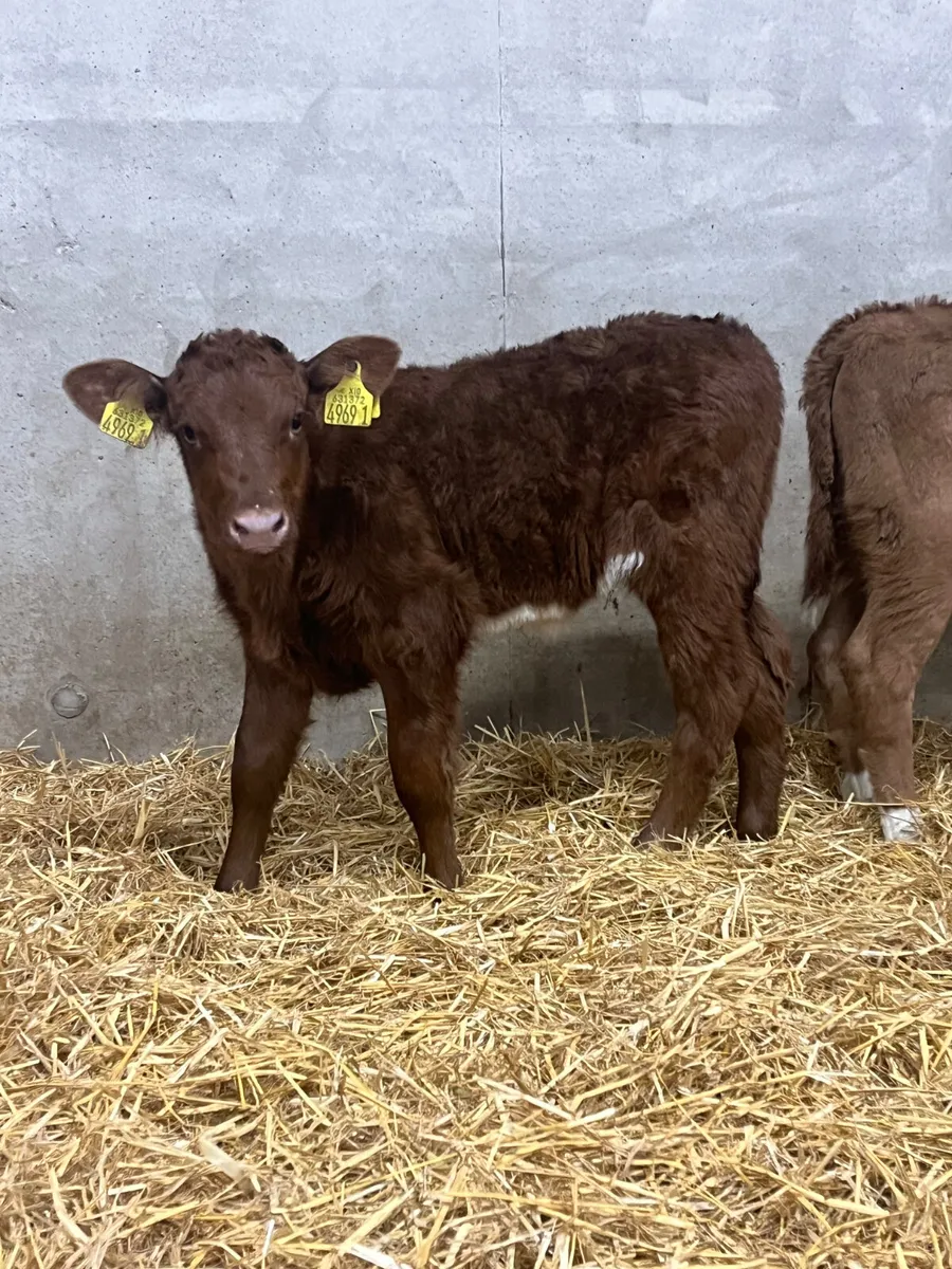 2 Saler Heifer Calves - Image 2