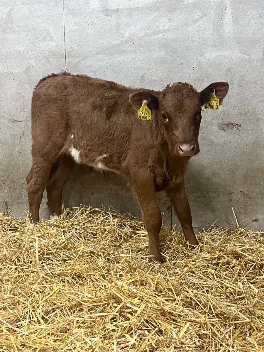 2 Saler Heifer Calves - Image 3