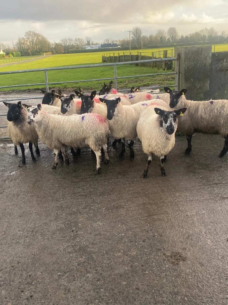 INLAMB HOGGETS ROSCOMMON MART - Image 1