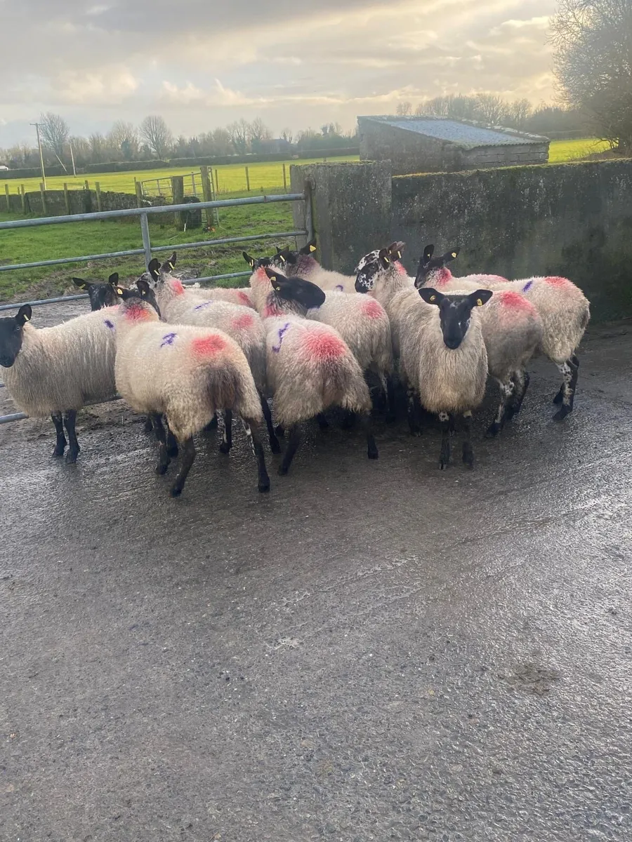 INLAMB HOGGETS ROSCOMMON MART - Image 2