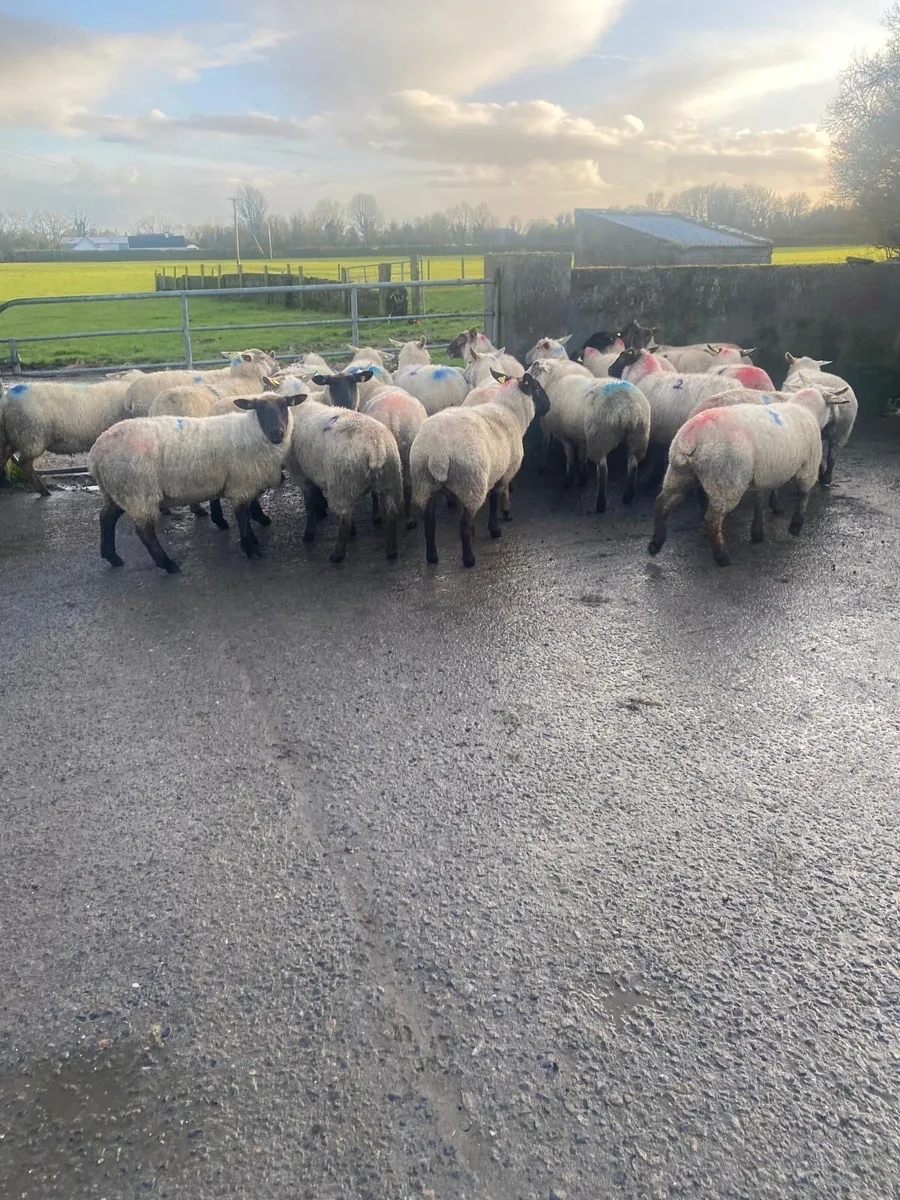 INLAMB HOGGETS ROSCOMMON MART - Image 3