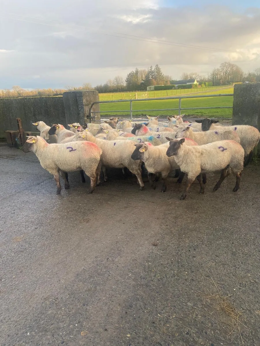 INLAMB HOGGETS ROSCOMMON MART - Image 4