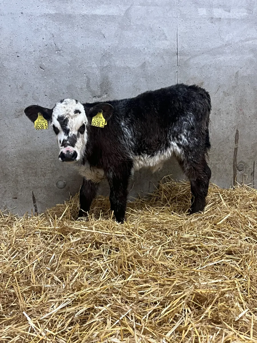 Blue Roan Heifer Calf - Image 2