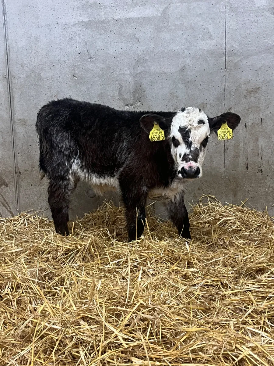 Blue Roan Heifer Calf - Image 1