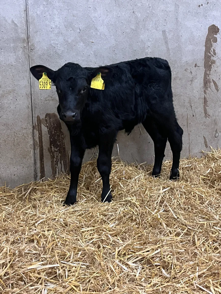 3 Angus & Hereford Heifer Calves - Image 3