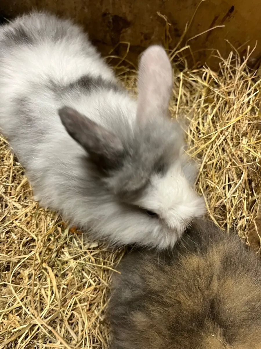 Rabbits - Image 1