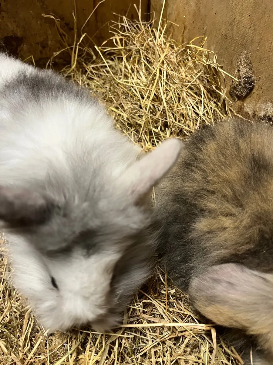 Rabbits - Image 2