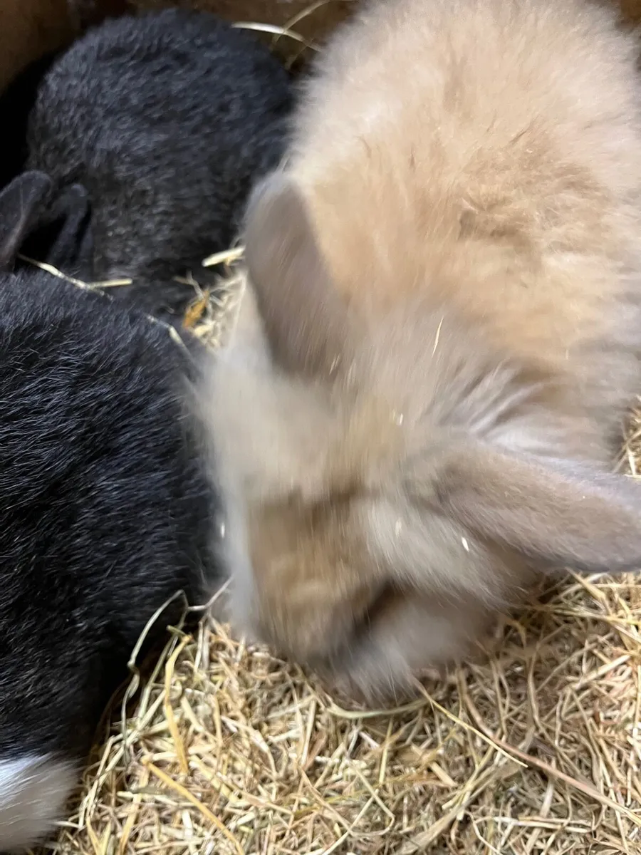 Rabbits - Image 3
