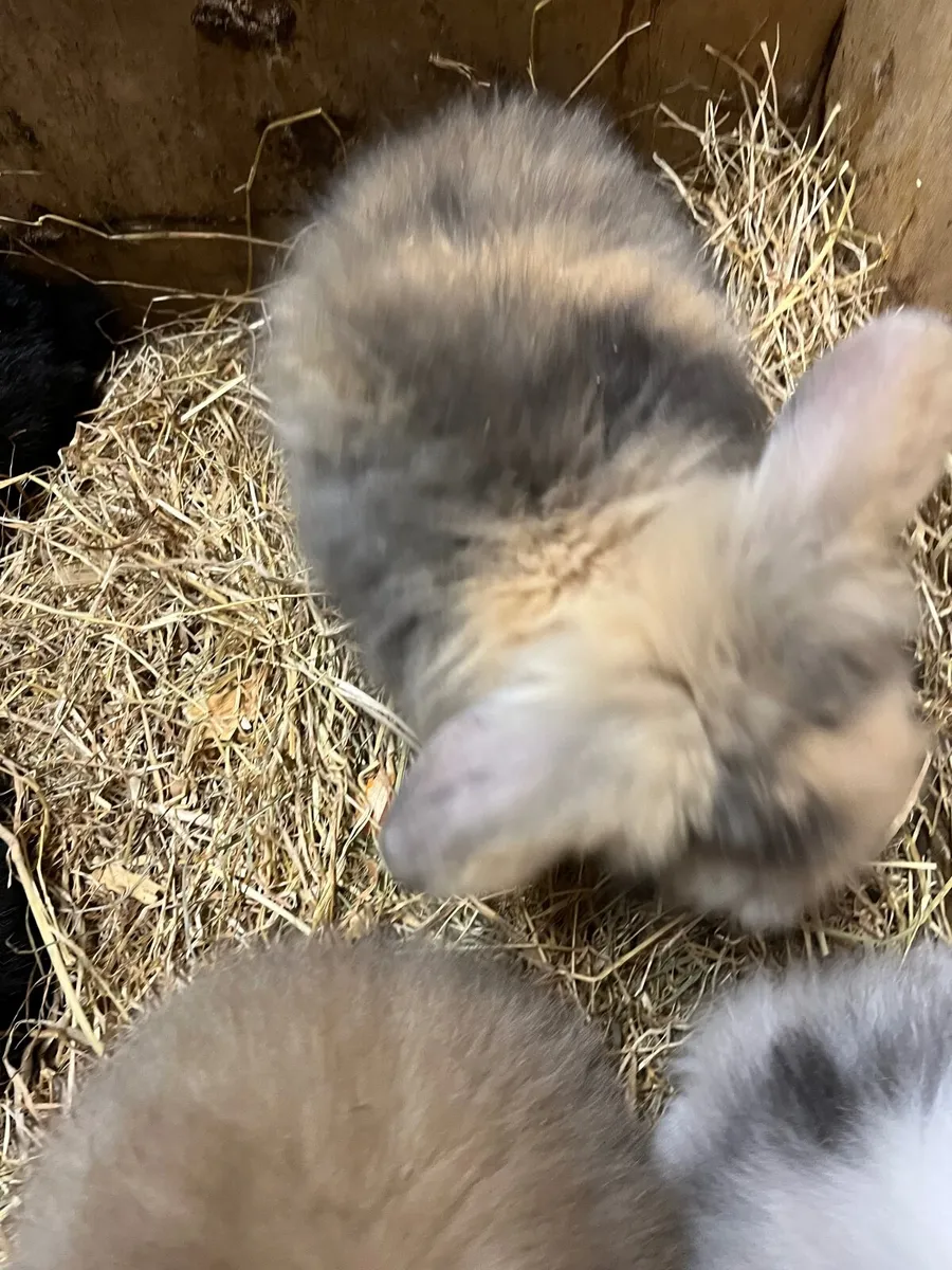 Rabbits - Image 4