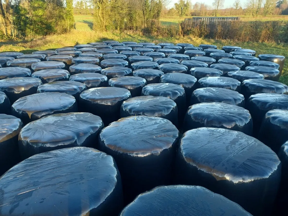 Silage Bales - Image 2