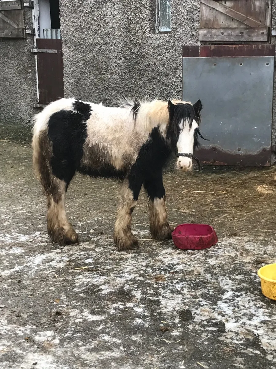 Donkeys and miniature cob. - Image 4