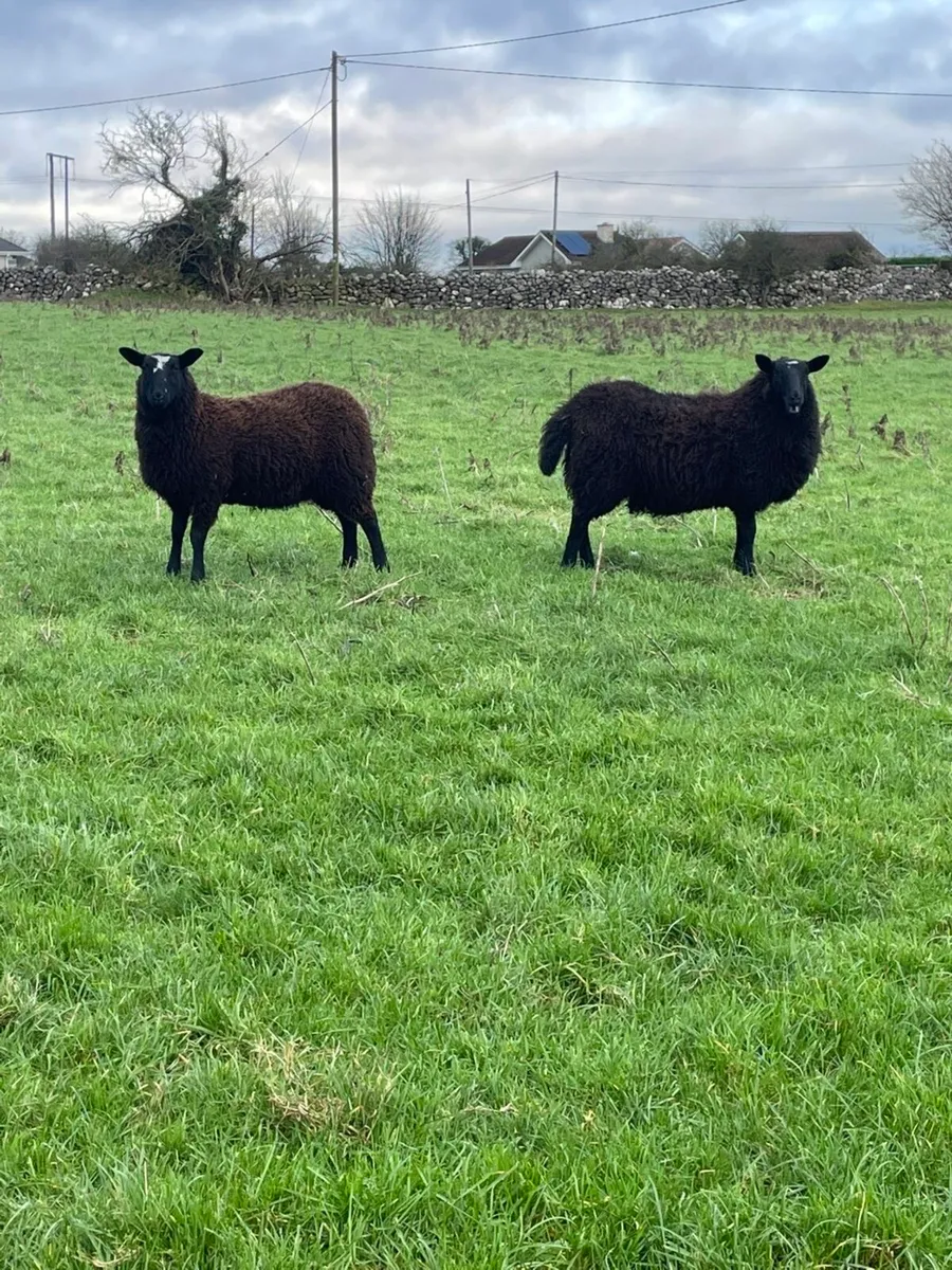 Zwartable cross Ewe lambs - Image 1