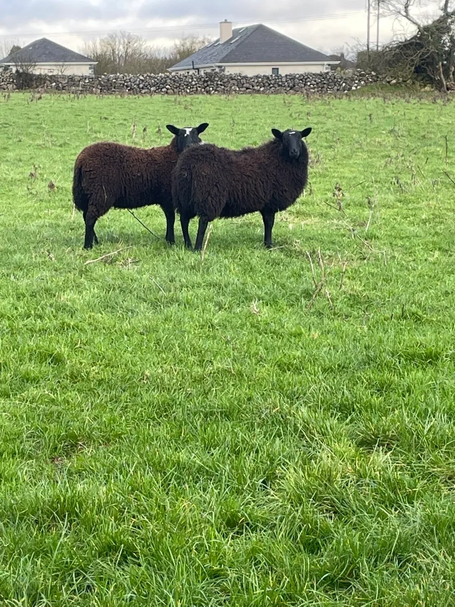 Zwartable cross Ewe lambs - Image 2